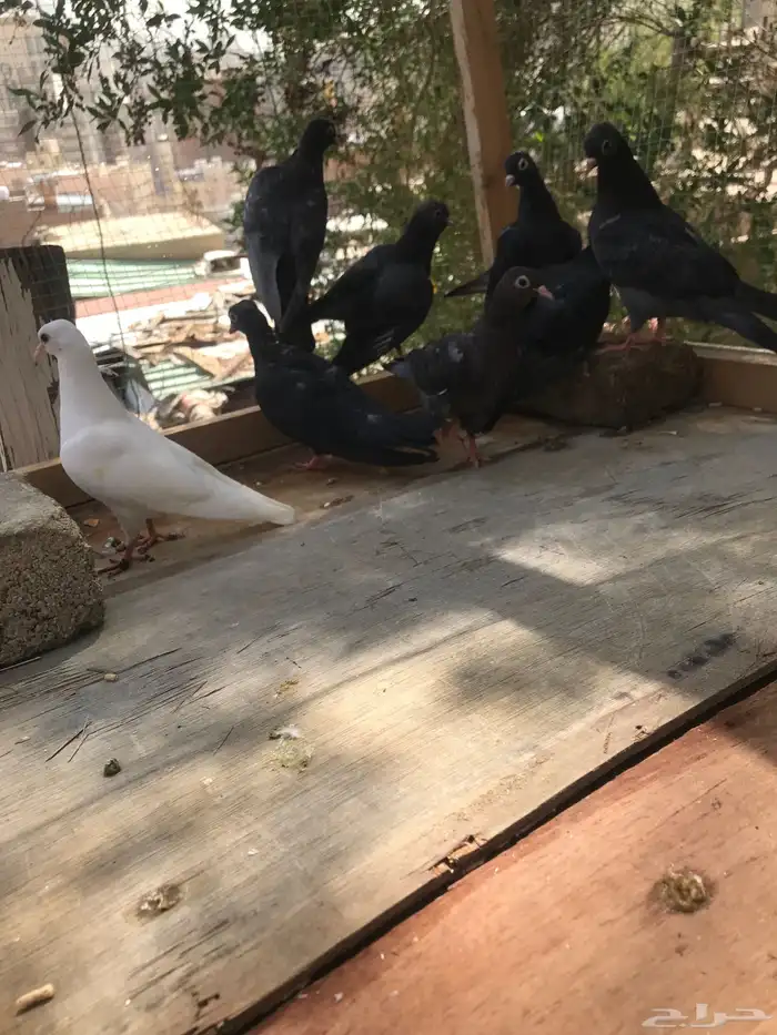 صنعاني شيبه صوت ناعم واحجام صغيره 5