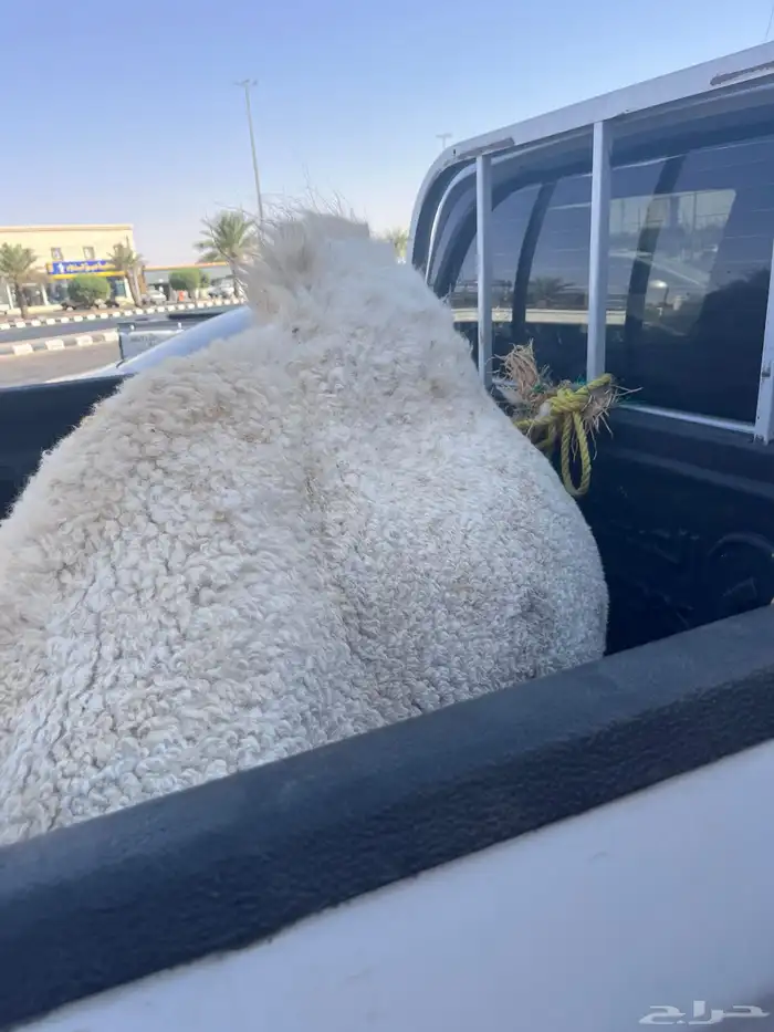 قعود مفرود طيب 0