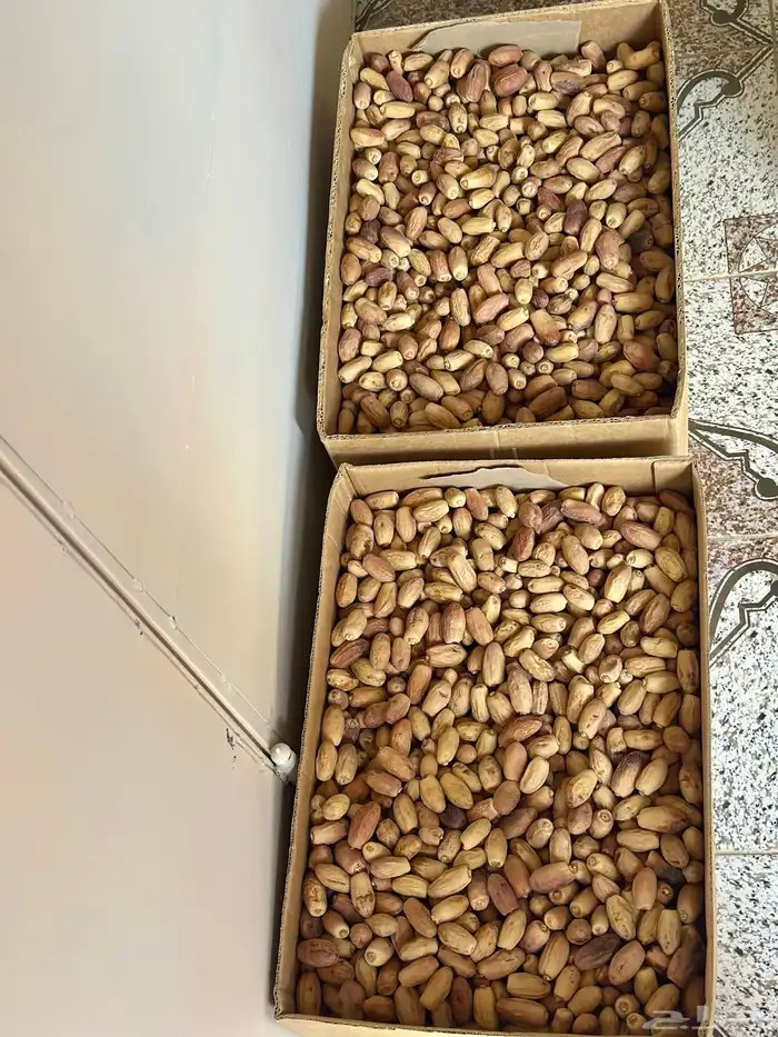 تمر بيشه 1