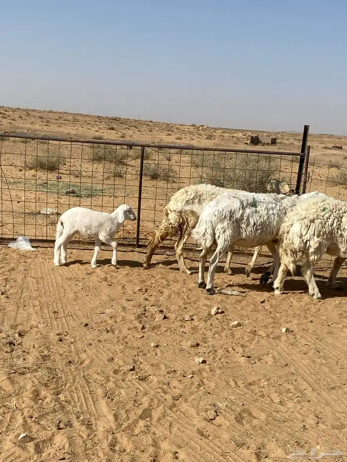 شياه دفيع على السونار وحده منهن والد 1