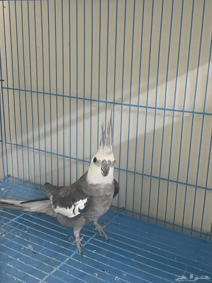 زوجين كروان منتجه 1