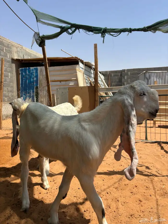 فحل مطور صنف خصم حار و مشروط و معها إنتاجه مشاريع صنف 12
