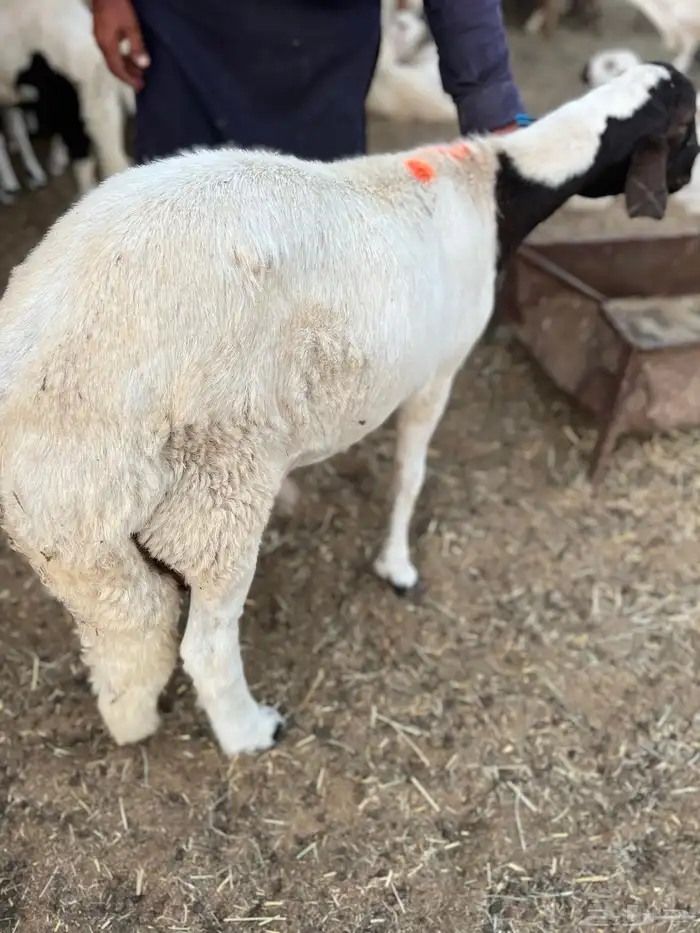 سواكن بيض 3