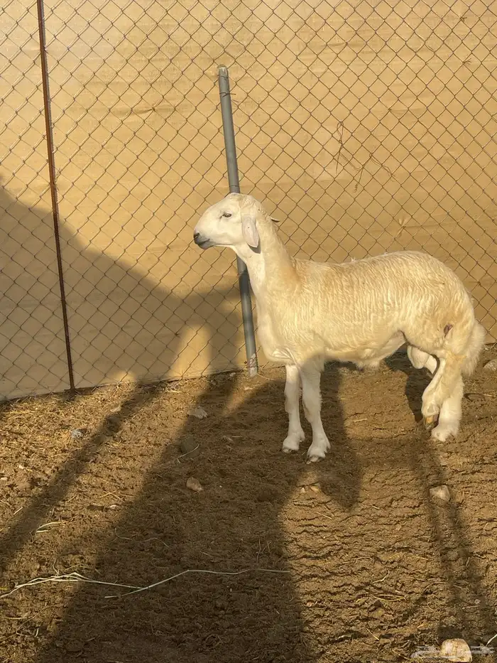 فحل حري 0