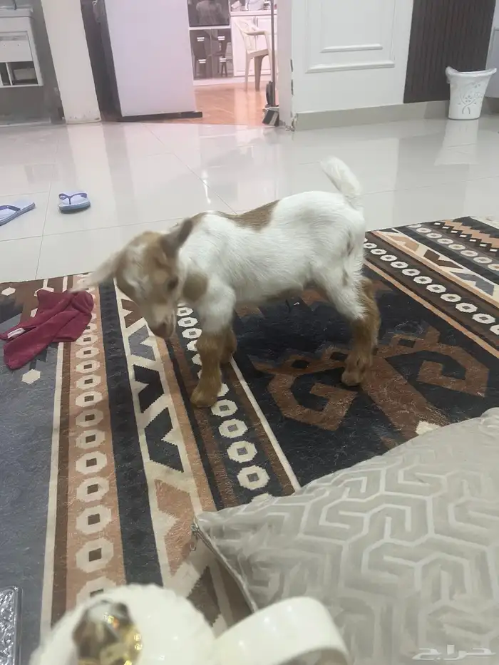 تيس قزمي لعوب 2