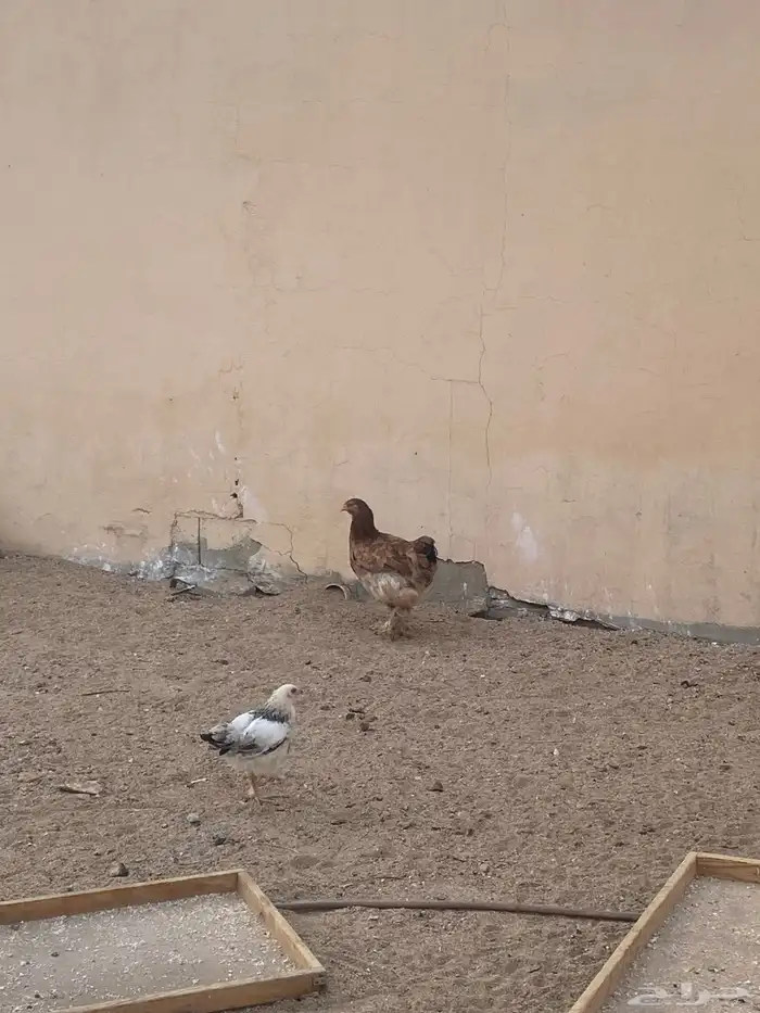 دجاج بروهما 0