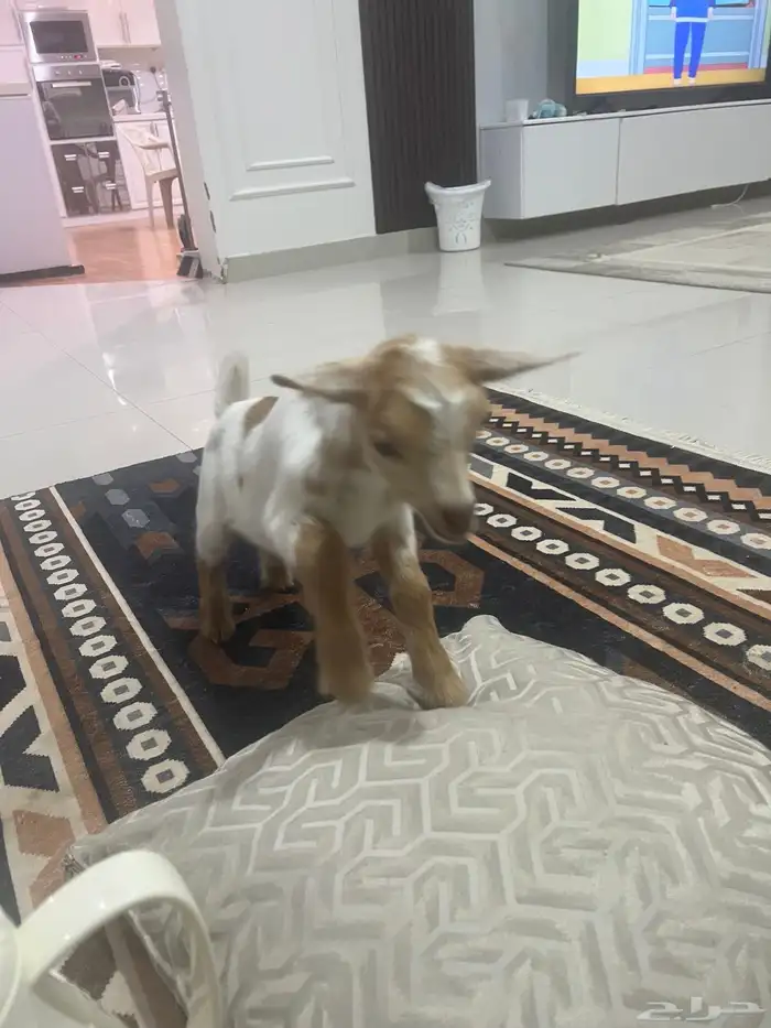 تيس قزمي لعوب 0