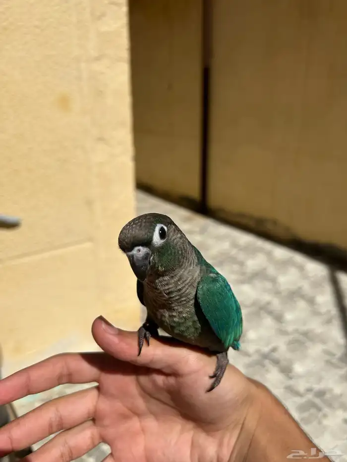 كنيور بلو شيك لعوب ومتعلم   أليف وما يعض 3