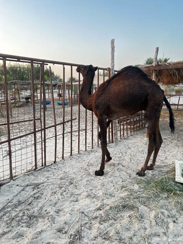 قعود للبيع 2