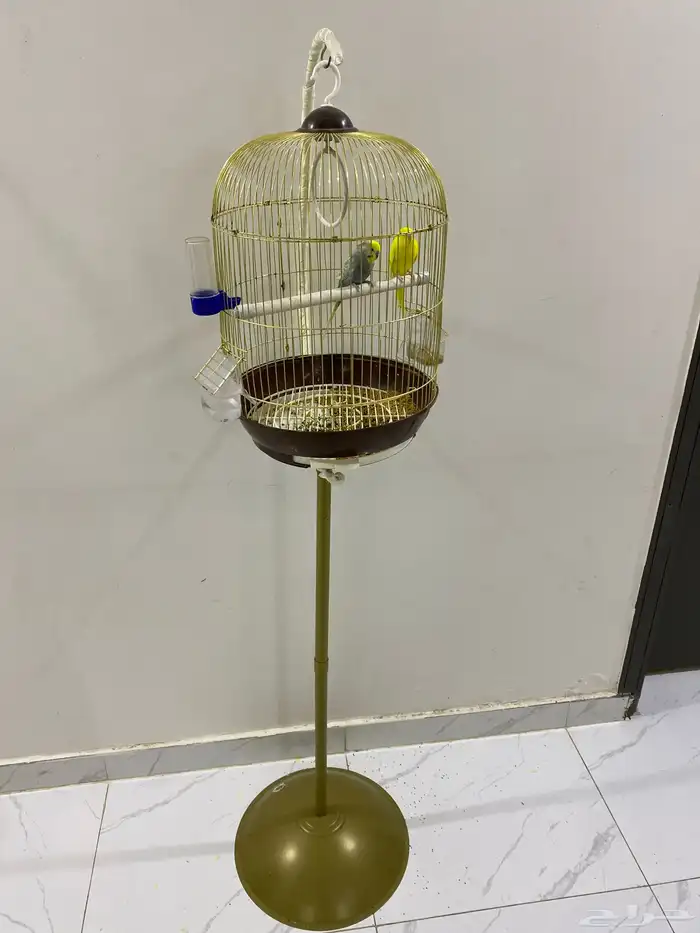 عصافير 1