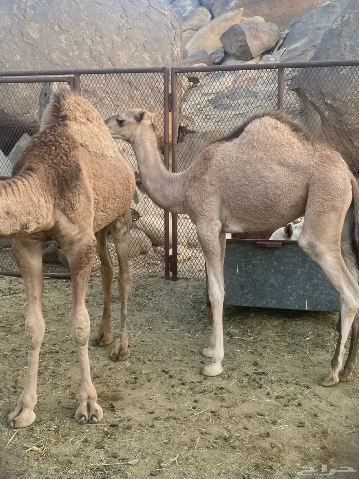 قعود للبيع 3