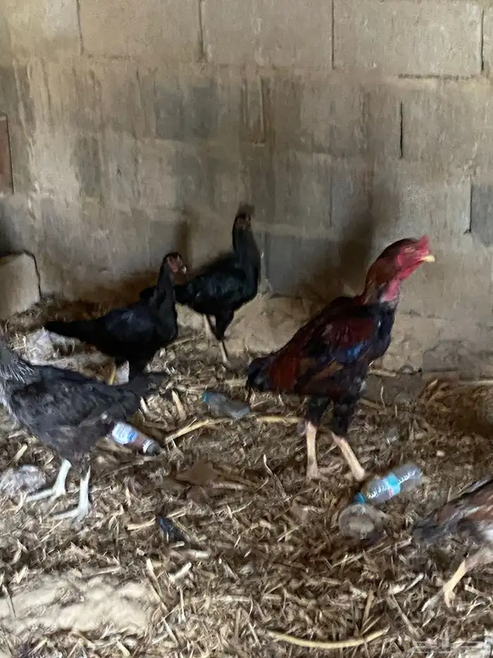 دجاج باكستاني 5