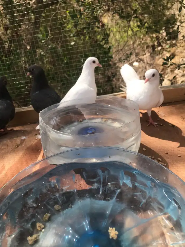 صنعاني شيبه صوت ناعم واحجام صغيره 6