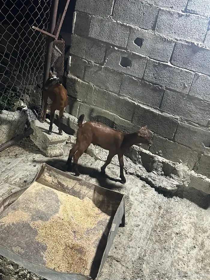 بهم تربيه 2