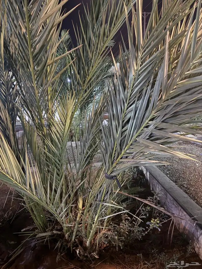 نخل عجوه 1