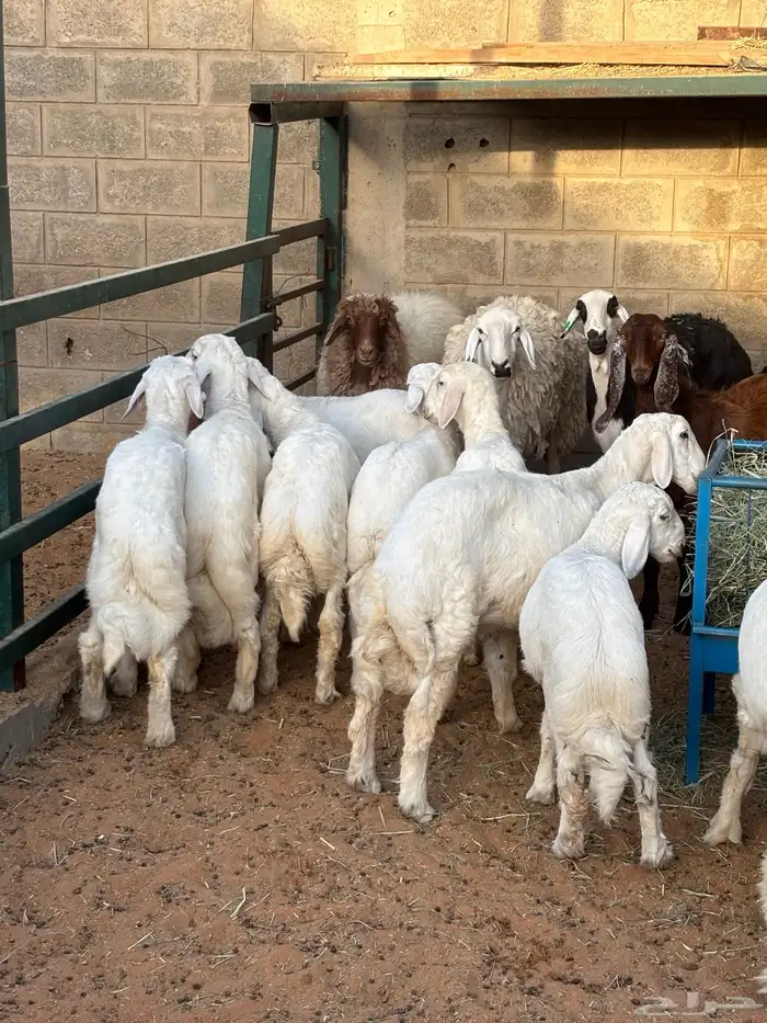 ذبايح بريه جايه من خارج الرياض 1