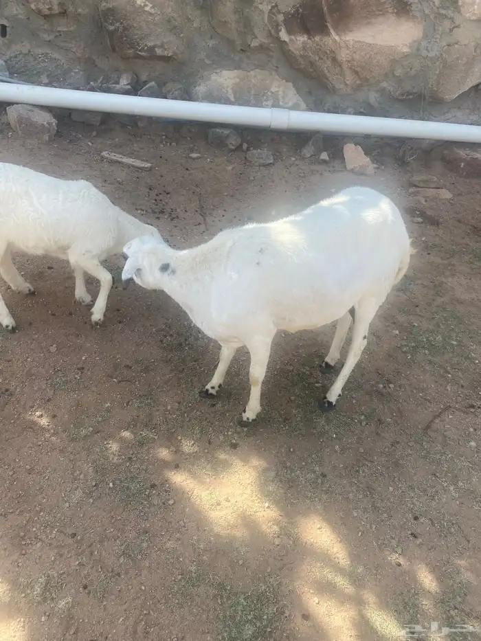 الوديين 2