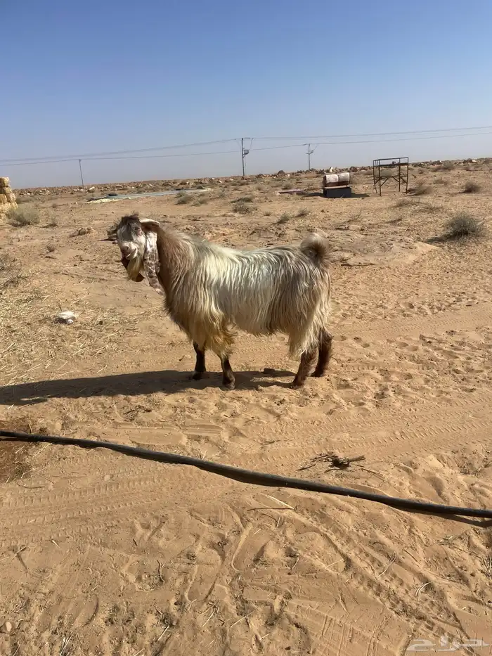 جفرات جنوبيات وتيس فحل 7