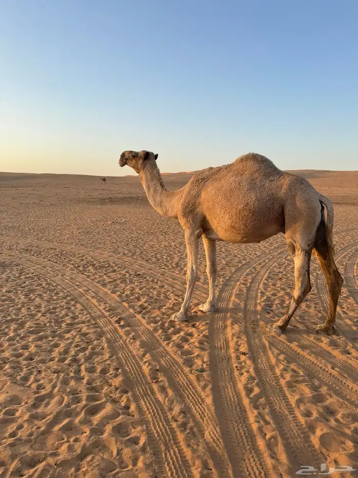ناقه ظريبه 0