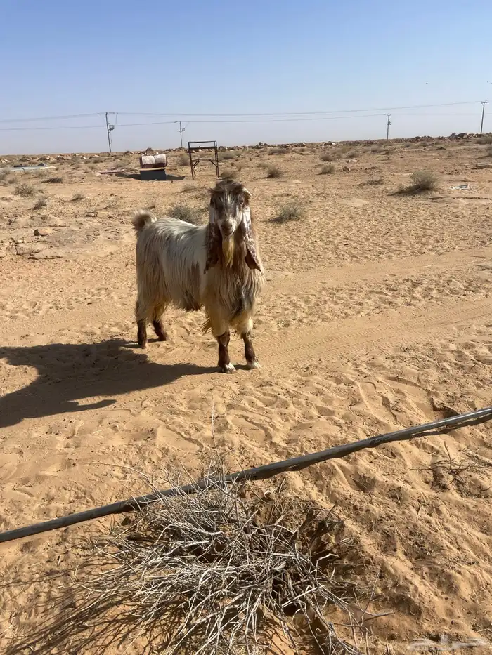 جفرات جنوبيات وتيس فحل 12