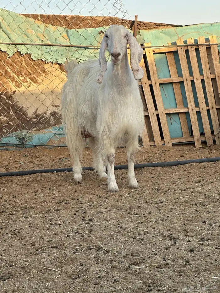 عنز مصريه طيبه حليب ديس مركن 0