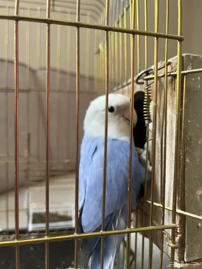 جوز روز للبيع 1