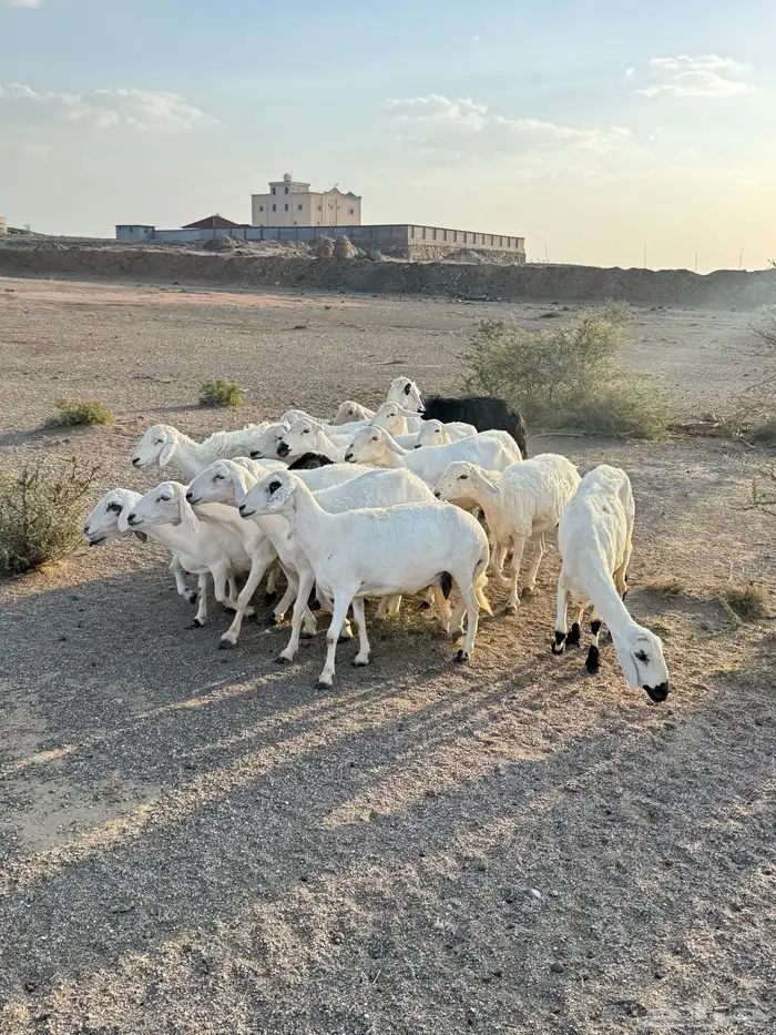 ضان للبيع 18 بالفحل الحد 780 فقط 9
