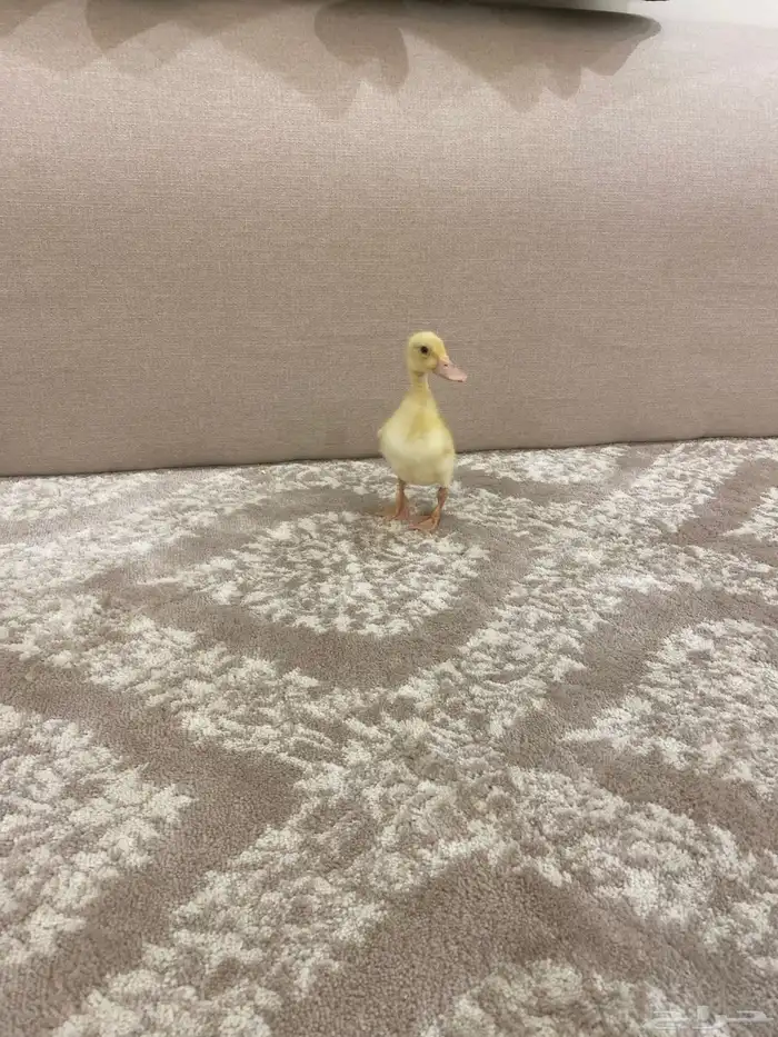 للبيع بطه أليفه 0