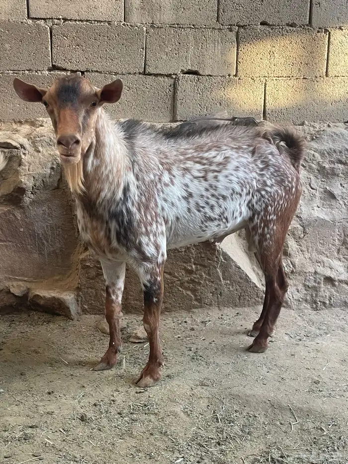 تيس فحل امرخ مشروط وانتاج 1
