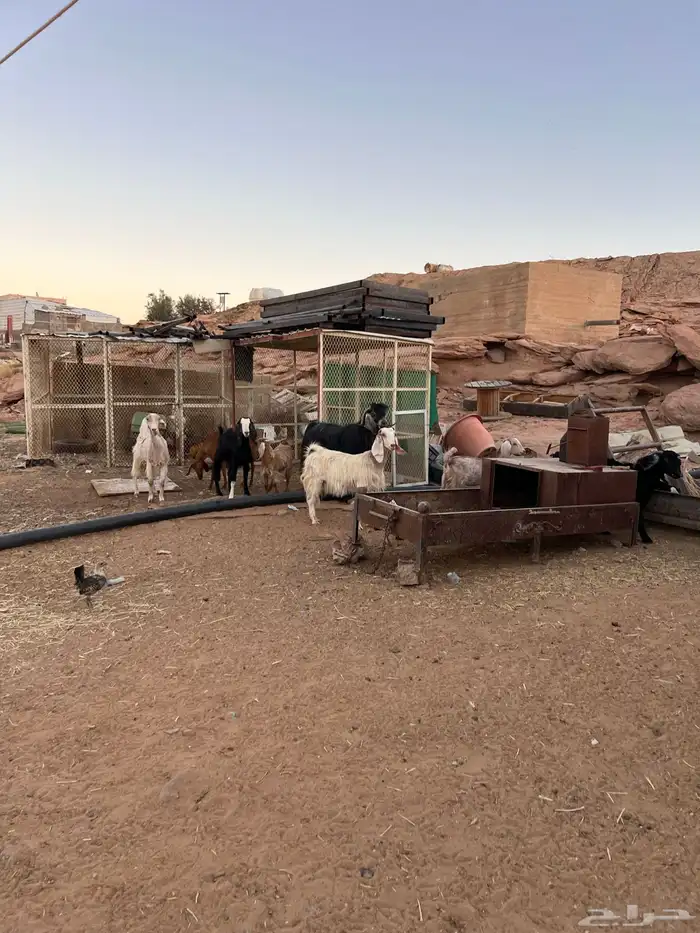 معزا مصريه وعوارض 2