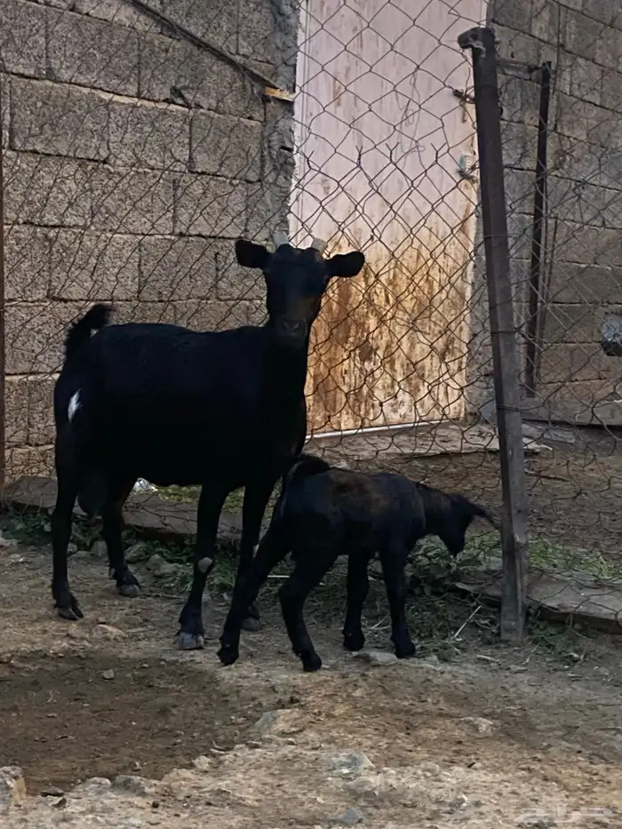 عنز وولدها للبيع 5