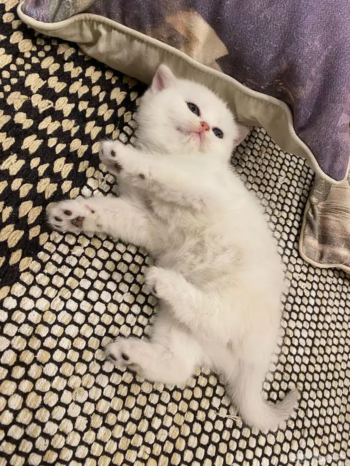 كيتن مسجله مستوى عالي 5