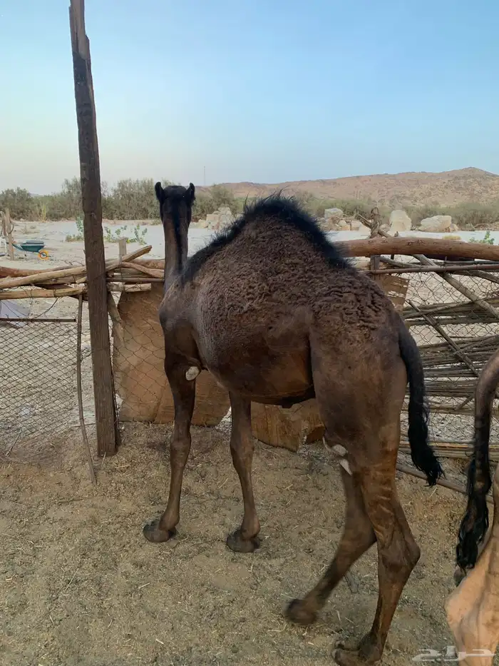 قعود مقفل شحم 1