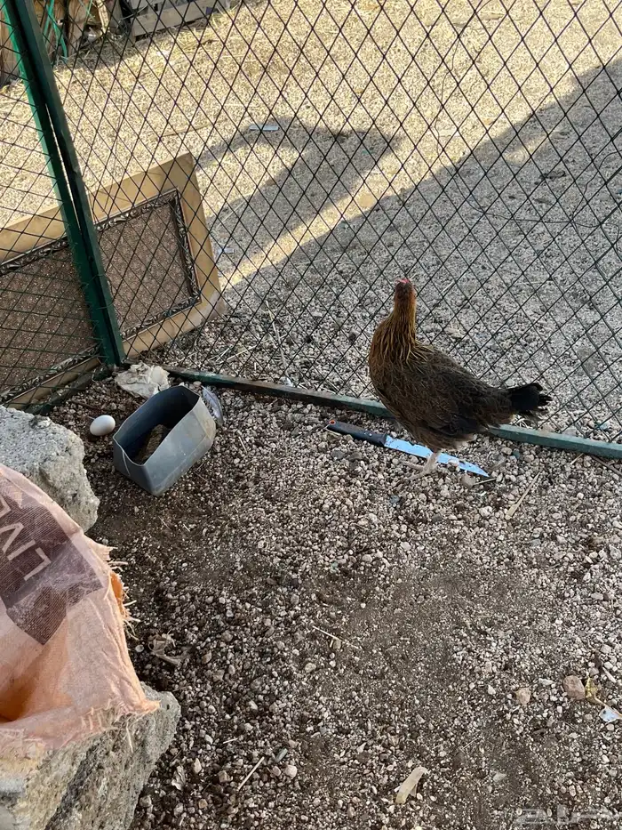 دجاج عربي اصيل كفوو 1