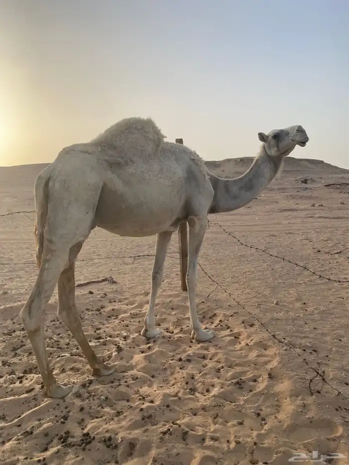 ضروبه للبيع 2