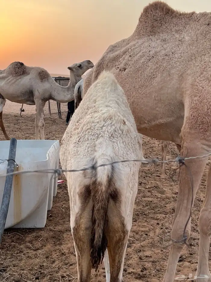 بكره قصب طيبه 0