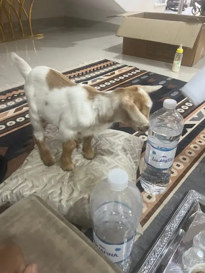 تيس قزمي لعوب 3