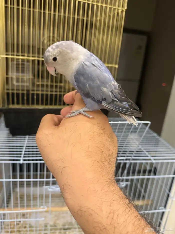 طيور روز اليفه 3