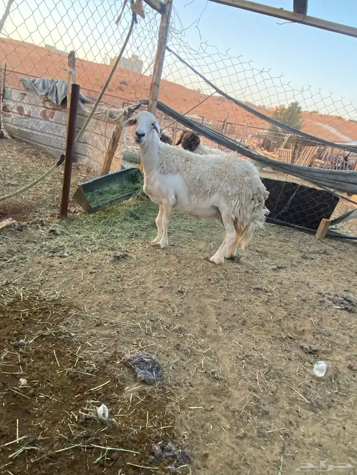 حرشاء حايل شحم 1