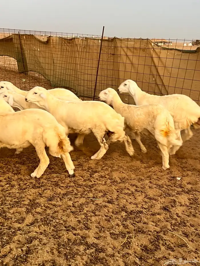 9 طليان للبيع تم البيع 2