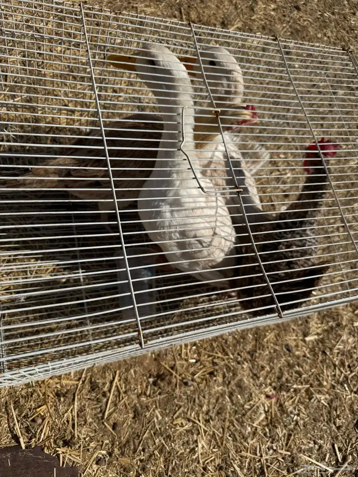 طيور 1
