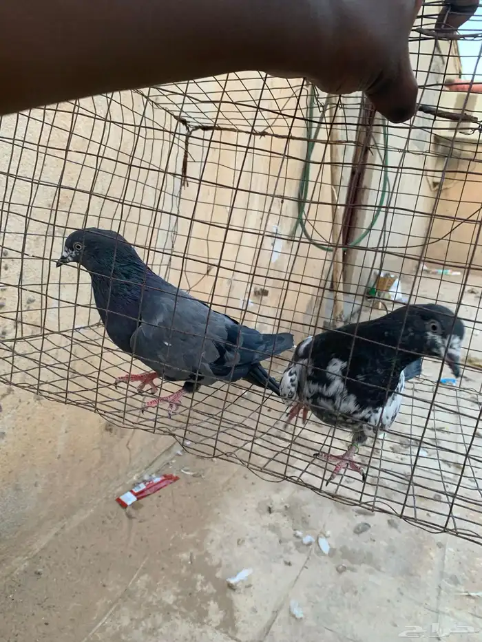 للبيع حمام باكستاني 1