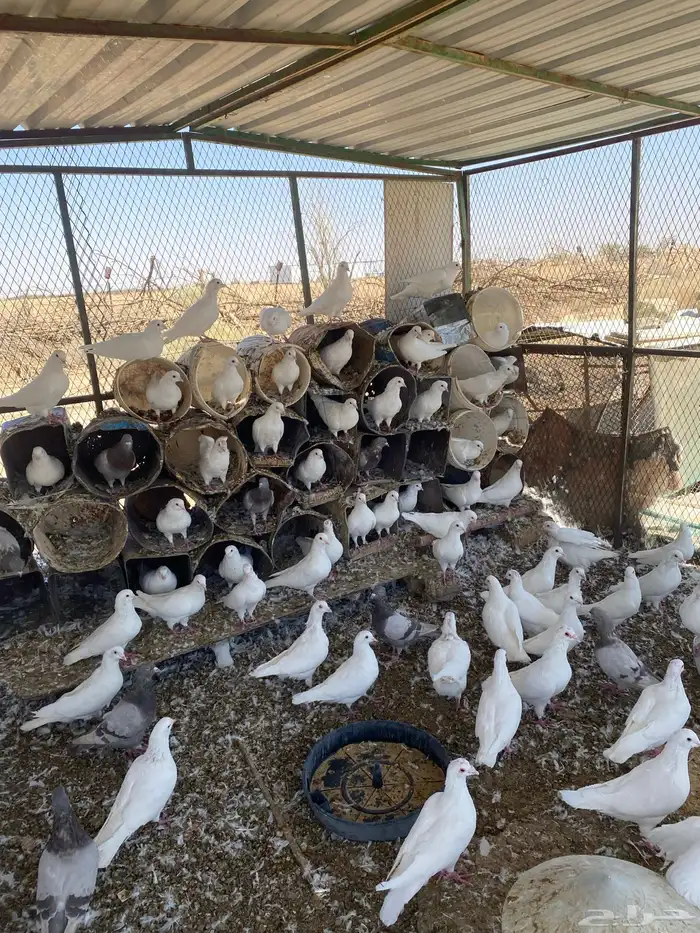 حمام فرنسي ابيض 4