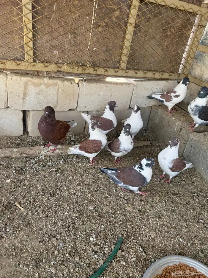 حمام كنق 0