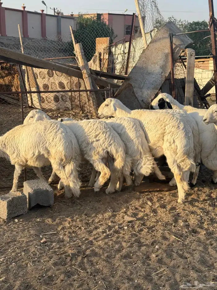 خرفان فواخر 2