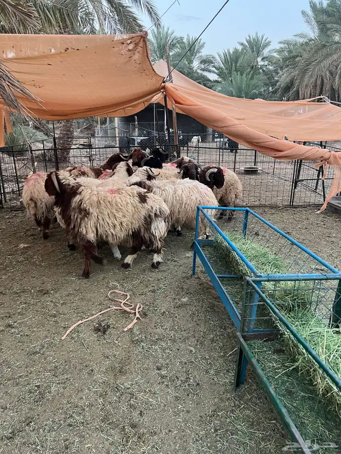ذبايح جذعان نعيم طيبه 0