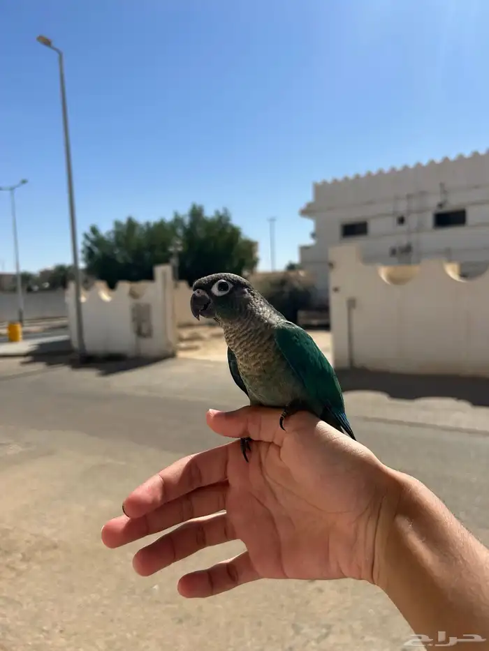 كنيور بلو شيك لعوب ومتعلم   أليف وما يعض 8