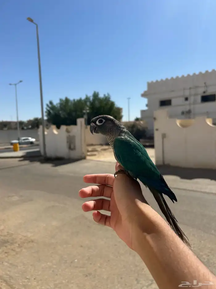 كنيور بلو شيك لعوب ومتعلم   أليف وما يعض 4