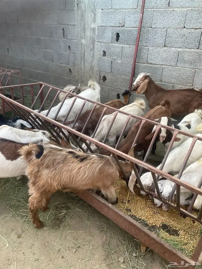 جفار وتيوس 0