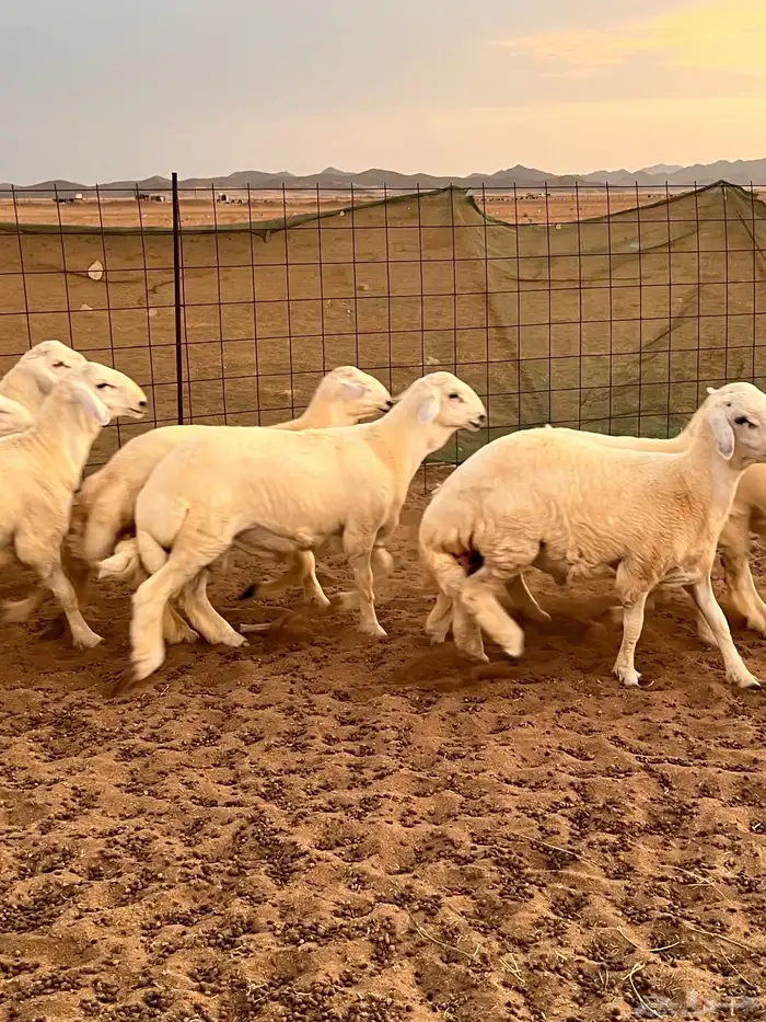 9 طليان للبيع تم البيع 7